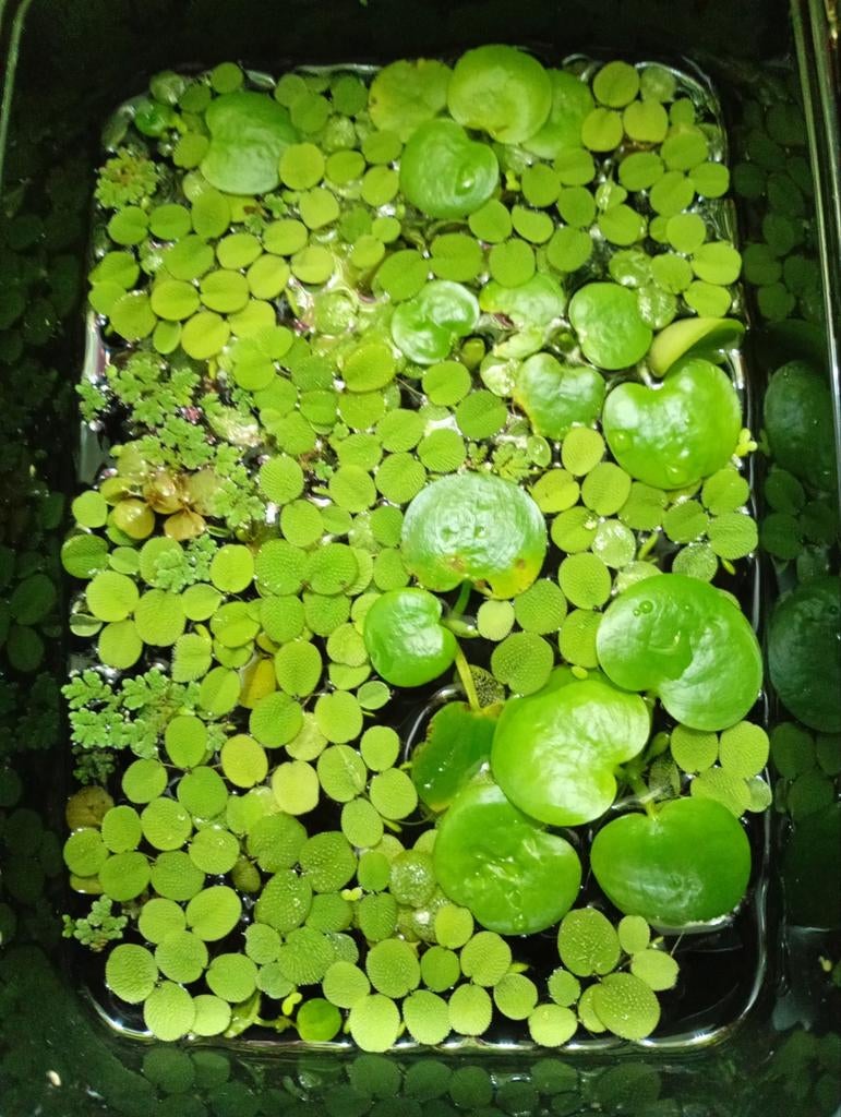 Drijfplanten bamibak, Dieren en Toebehoren, Vissen | Aquaria en Toebehoren, Ophalen, Nieuw, Plant(en), Steen of Hout