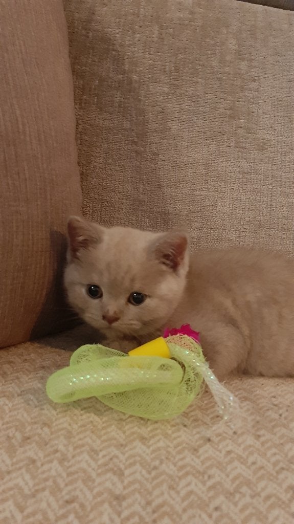 Britse korthaar kitten, Dieren en Toebehoren, Poes, Ontwormd, 0 tot 2 jaar