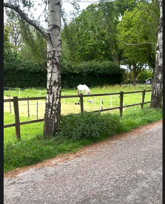 stalling weidegang paddock, Weidegang, 1 paard of pony