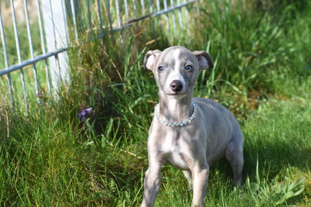 Whippet pups ouders aanwezig, België, Whippet, 8 tot 15 weken, Meerdere