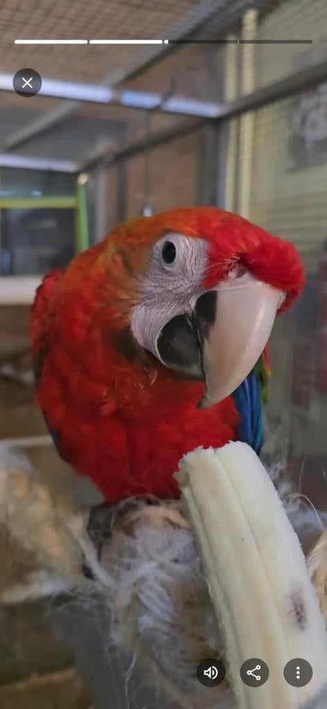 Te koop of te ruil. Jong koppel geelvleugel Ara 's, Dieren en Toebehoren, Vogels | Parkieten en Papegaaien, Meerdere dieren, Papegaai