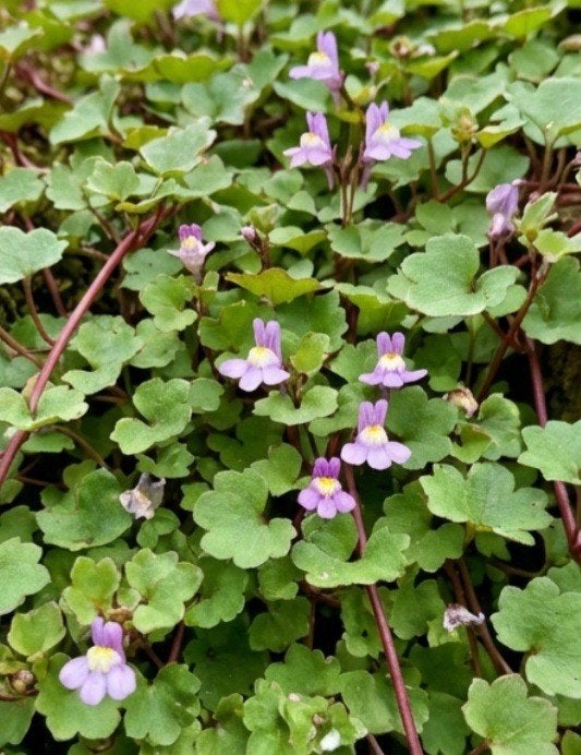 Muurleeuwenbek (Cymbalaria muralis), Ophalen, Volle zon