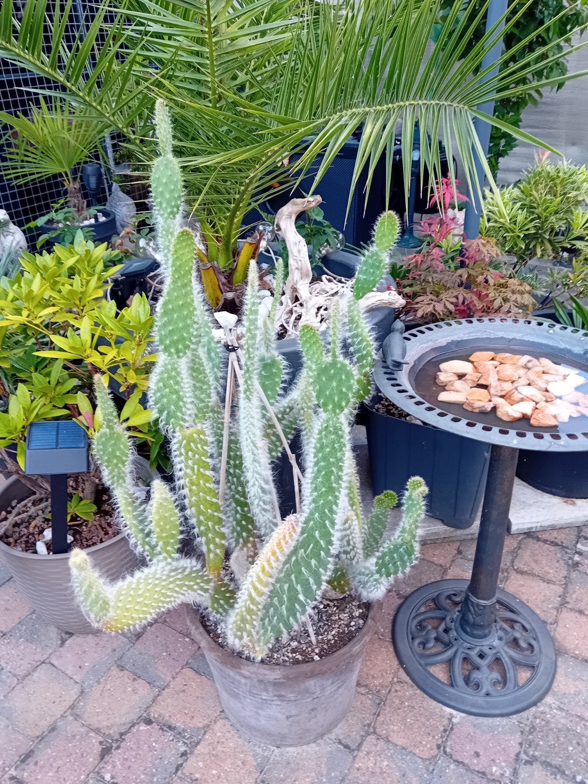 Grote Opuntia microdasys cactus in pot, Volle zon, Vaste plant, Bloeit niet, Ophalen