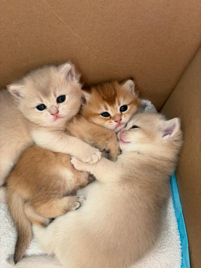 Britse Korthaar Kittens(2 kittens nog beschikbaar), Dieren en Toebehoren, Katten en Kittens | Raskatten | Korthaar, Poes, Ontwormd
