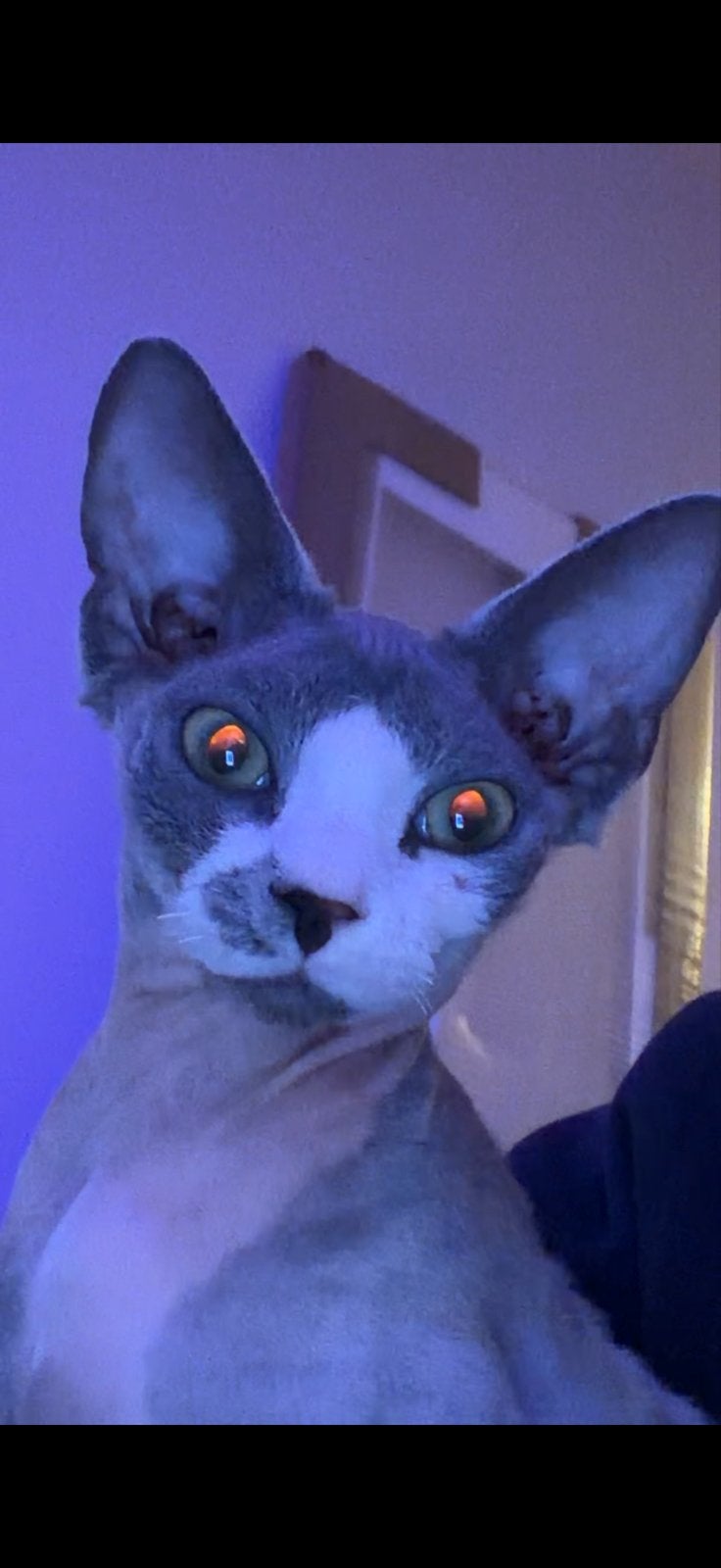 Devon rex katten, Dieren en Toebehoren, Katten en Kittens | Overige Katten, Meerdere dieren, Kortharig, 0 tot 2 jaar