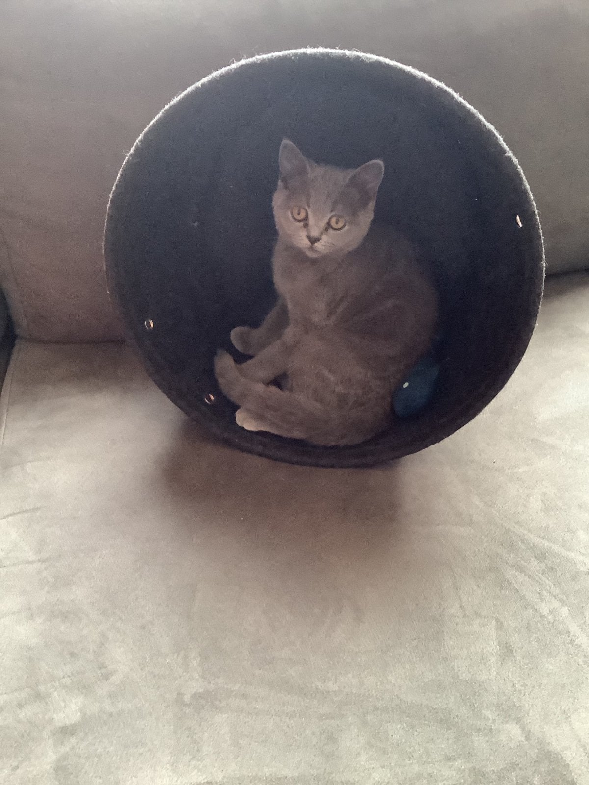 Britse korthaar 2 vrouwtjes, Poes
