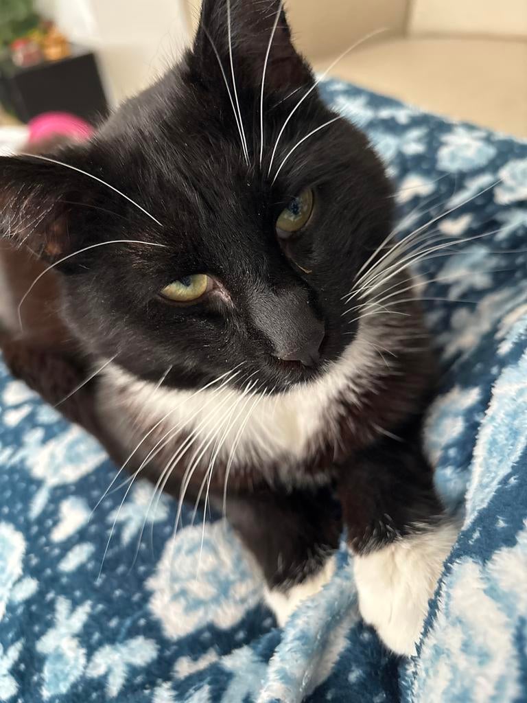 Kat, Dieren en Toebehoren, Kater, 0 tot 2 jaar
