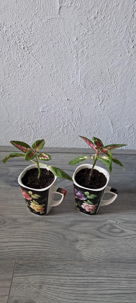 2 Coleus planten in mokken!, Ophalen, Halfschaduw, Minder dan 100 cm