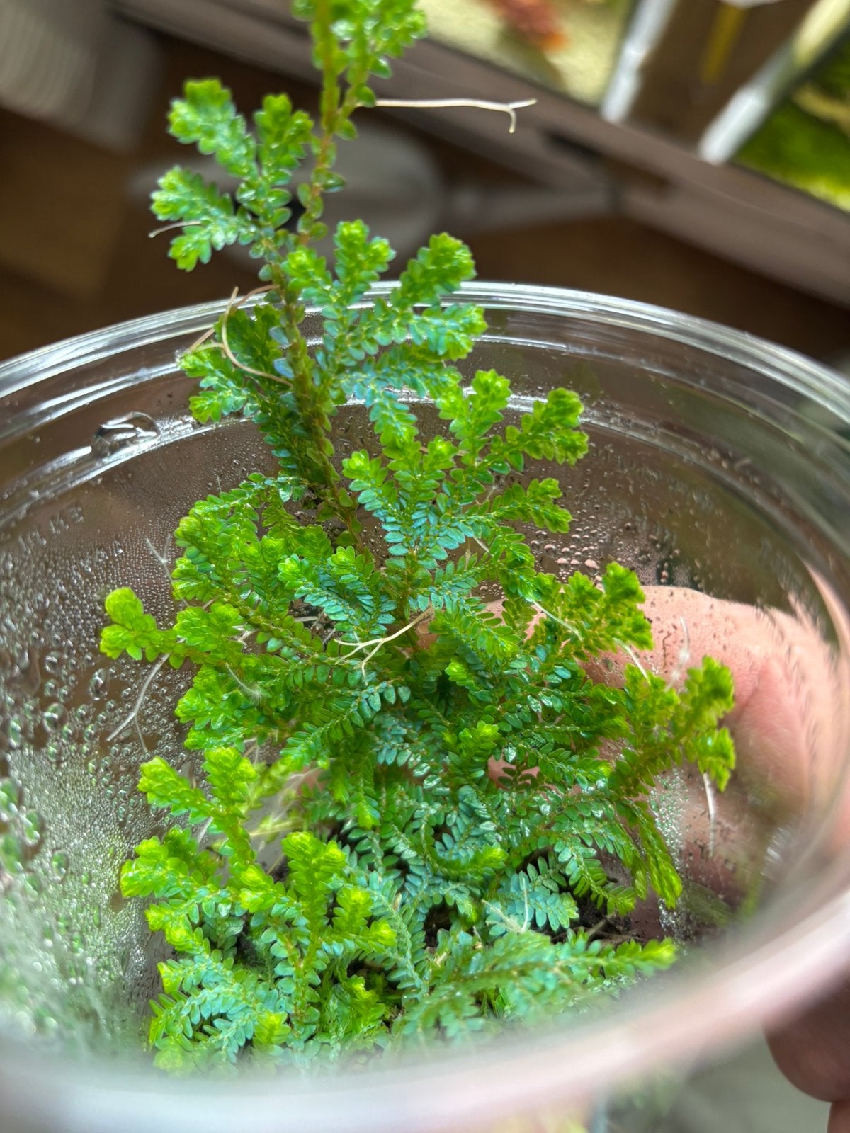 Terrariumplant Selaginella undicata, Ophalen of Verzenden, Volle zon, Minder dan 100 cm