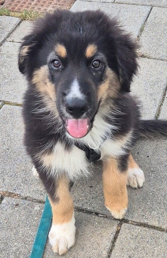 Australian shepherd kruising pup reu mag meteen mee., Dieren en Toebehoren, Honden | Niet-rashonden, 8 tot 15 weken, Groot, Meerdere