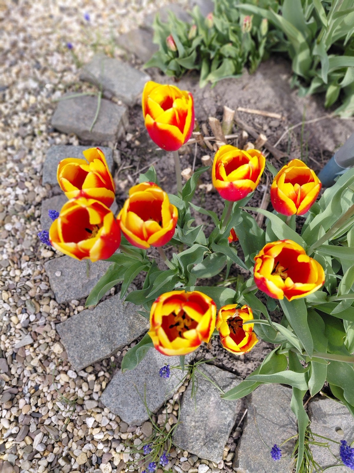 bloembollen pakketten diverse kleuren, Tuin en Terras, Ophalen of Verzenden, Najaar, Volle zon