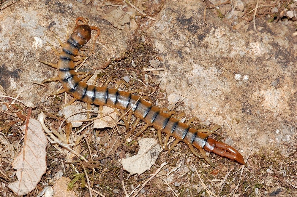 scolopendra cinguleta jong, Dieren en Toebehoren, Insecten en Spinnen