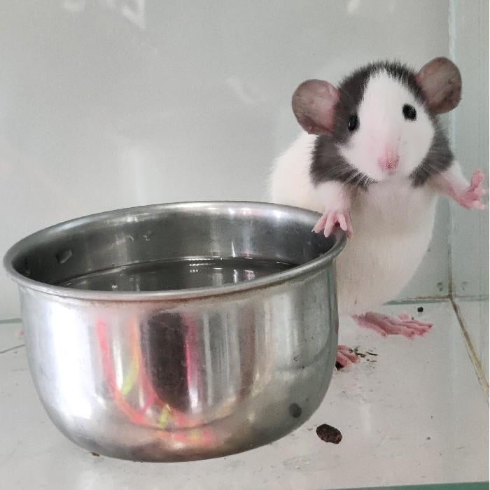 Ratten te koop, Dieren en Toebehoren, Knaagdieren, Februari, Meerdere dieren, Rat