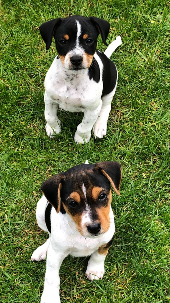 Boerenfox pups, Parvo, 8 tot 15 weken, Meerdere, Nederland