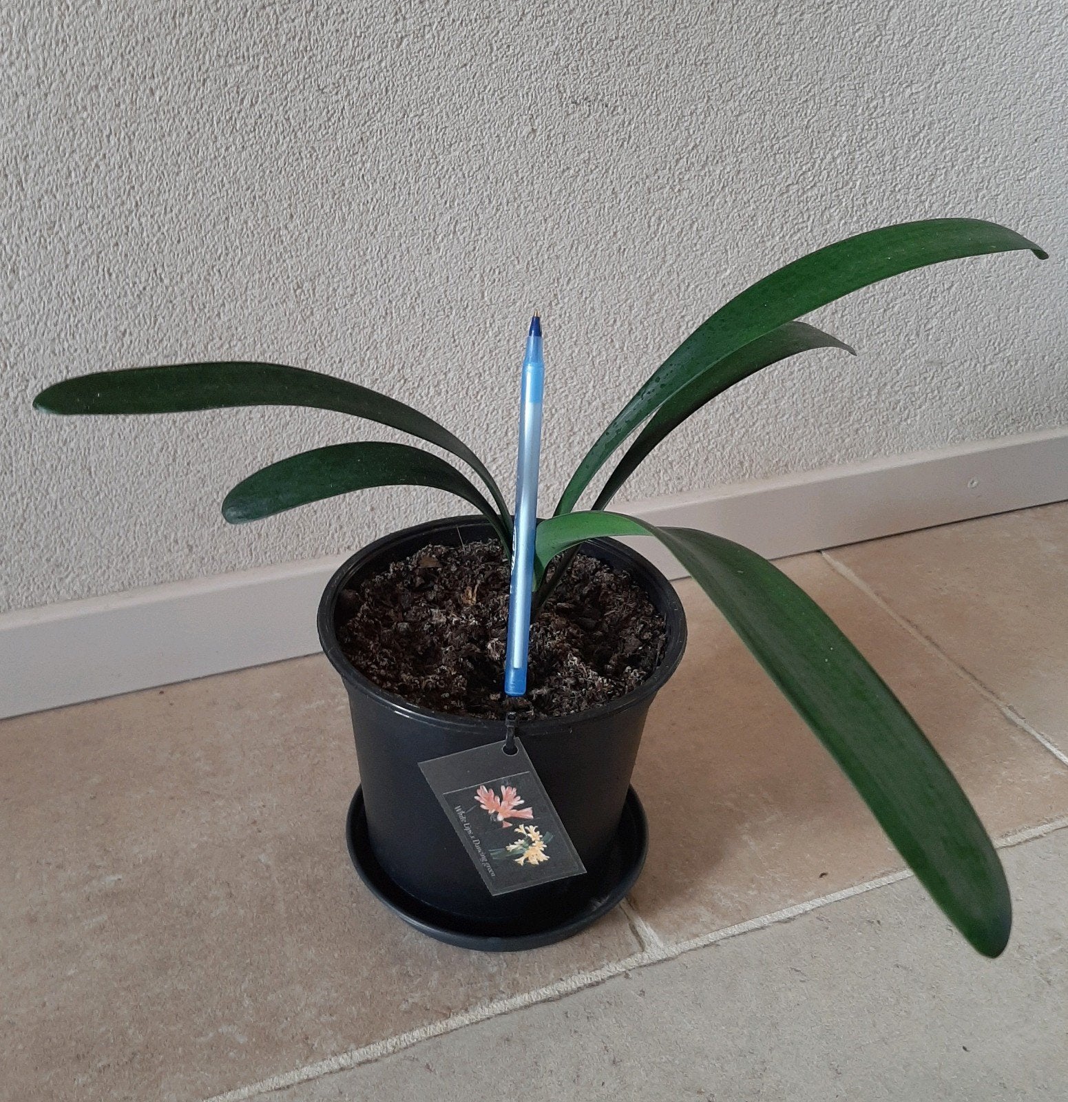 Clivia kruising White Lips x Dancing Green., Bloeiende kamerplant, Ophalen of Verzenden, Volledige schaduw, Minder dan 100 cm