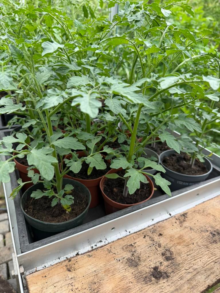 Tomatenplanten, courgette planten, pompoenplantem, Ophalen, Eenjarig, Groenteplanten, Volle zon