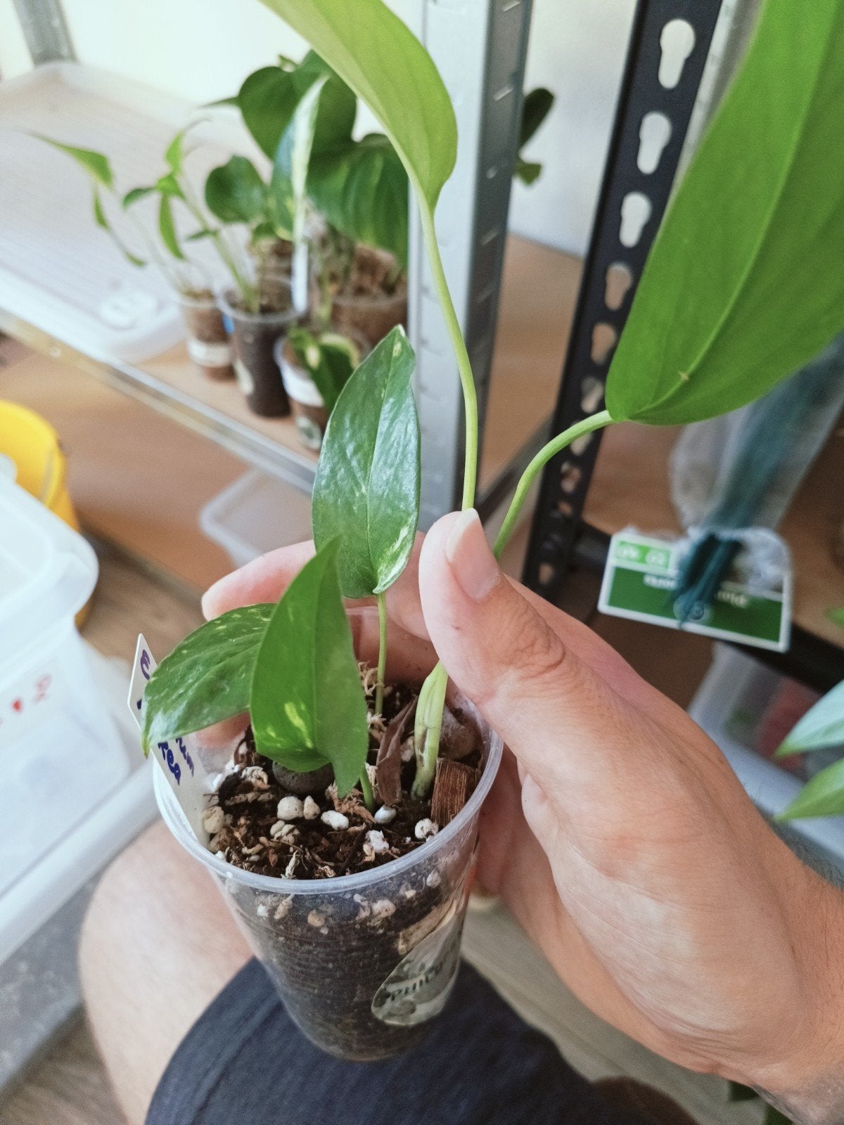 Epipremnum Aurea, Overige soorten, In pot, Minder dan 100 cm, Groene kamerplant