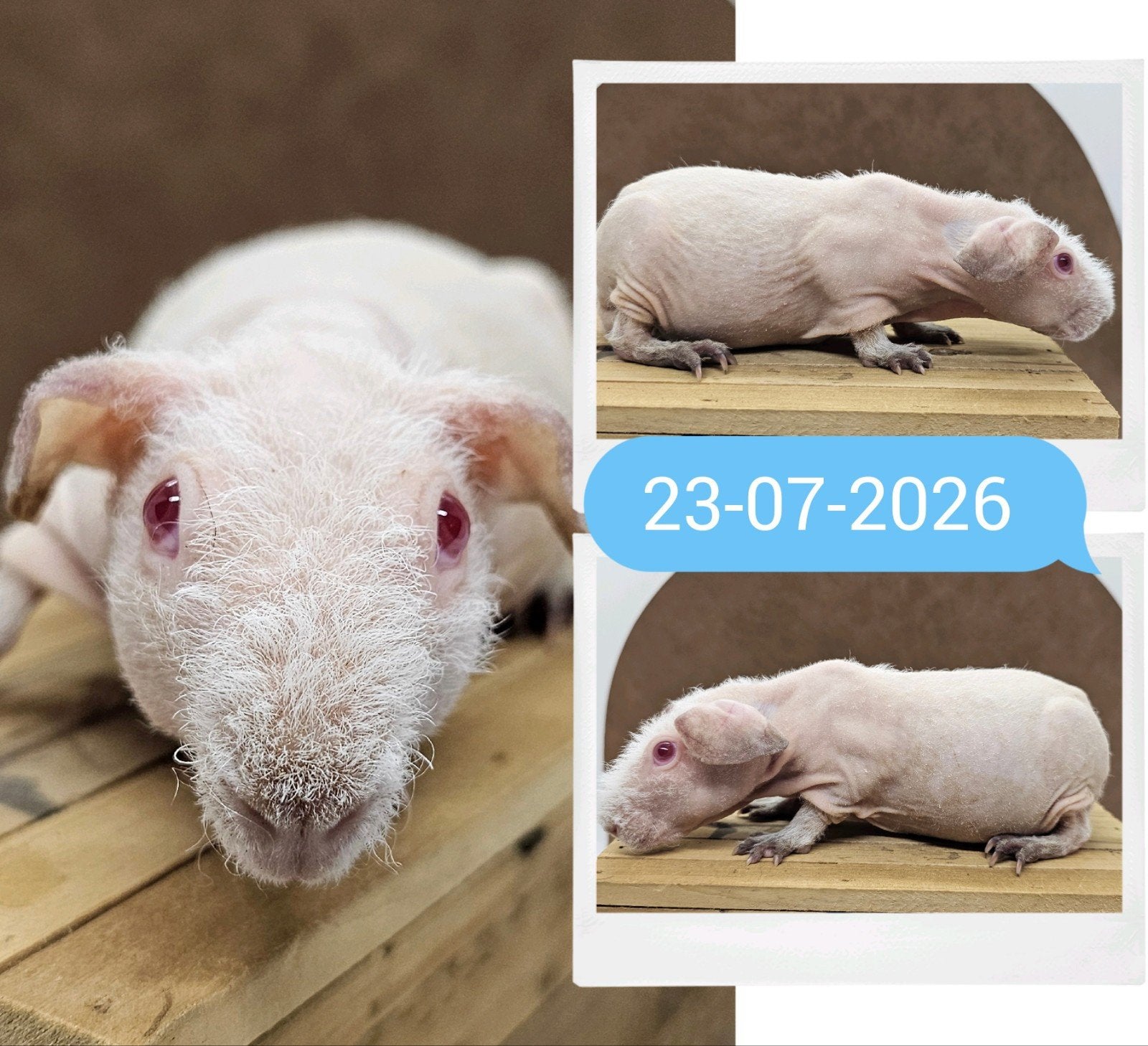 Skinny/weerwolf beertje, Dieren en Toebehoren, Cavia, Mannelijk, Juli, Tam