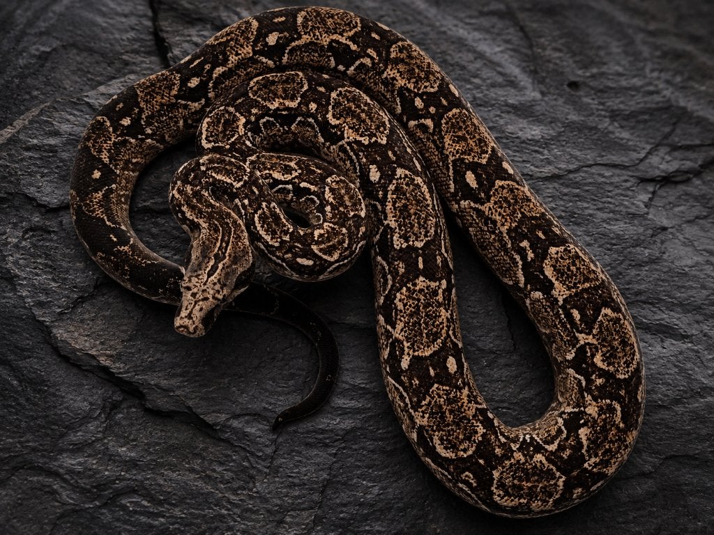 Boa constrictor, Slang, Tam, 0 tot 2 jaar