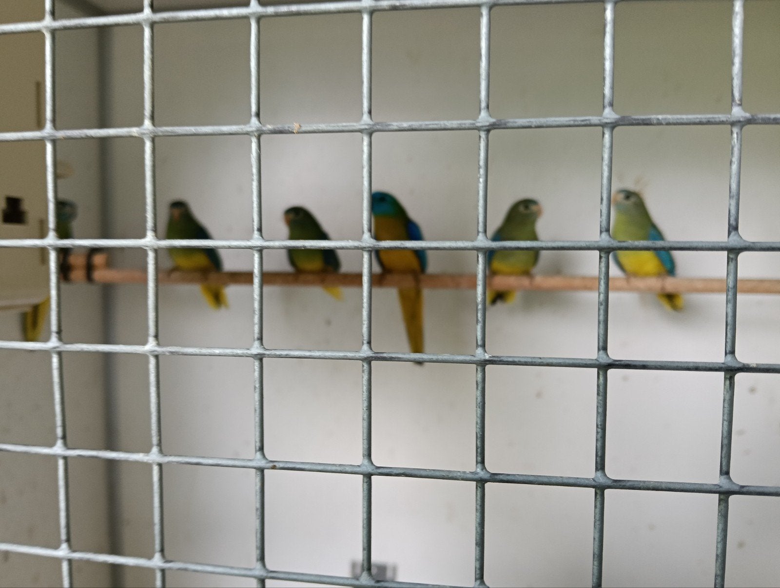 Turquasine wildkleur geelbuik, Dieren en Toebehoren, Meerdere dieren, Parkiet