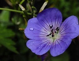 Geranium Rozanne in 2 liter pot, Tuin en Terras, Planten | Tuinplanten, Ophalen, Overige soorten, Halfschaduw
