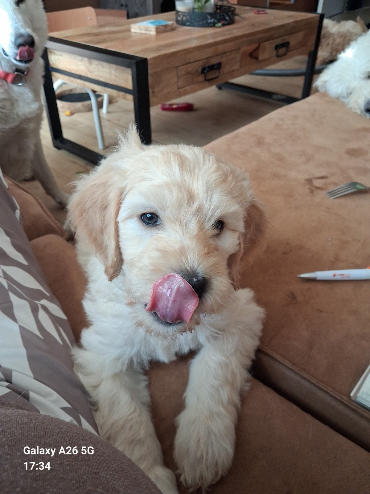 Nog 1  lief  blond labradoodle puppy., Dieren en Toebehoren, Honden | Niet-rashonden, Parvo, 8 tot 15 weken, Meerdere, Meerdere dieren
