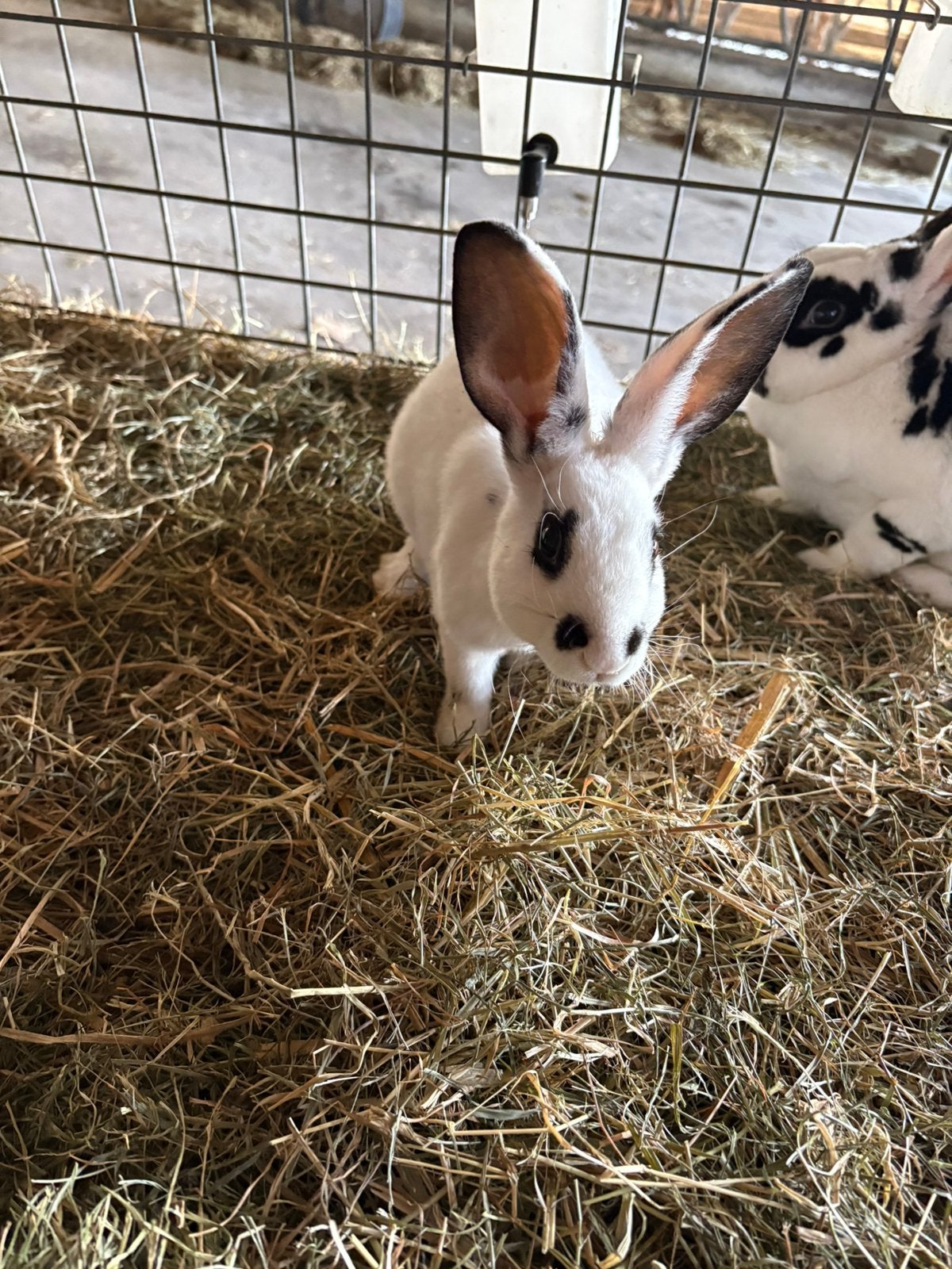 Lotharinger rex konijnen, Dieren en Toebehoren, Konijnen, Meerdere dieren, Middelgroot, 0 tot 2 jaar