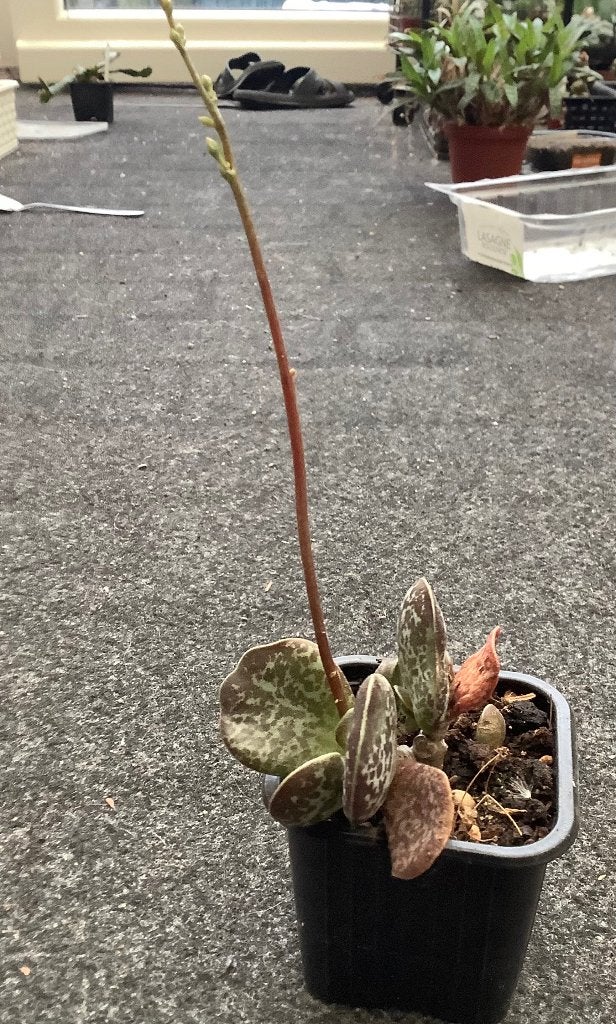 Adromischus, Ophalen of Verzenden, Halfschaduw, Minder dan 100 cm