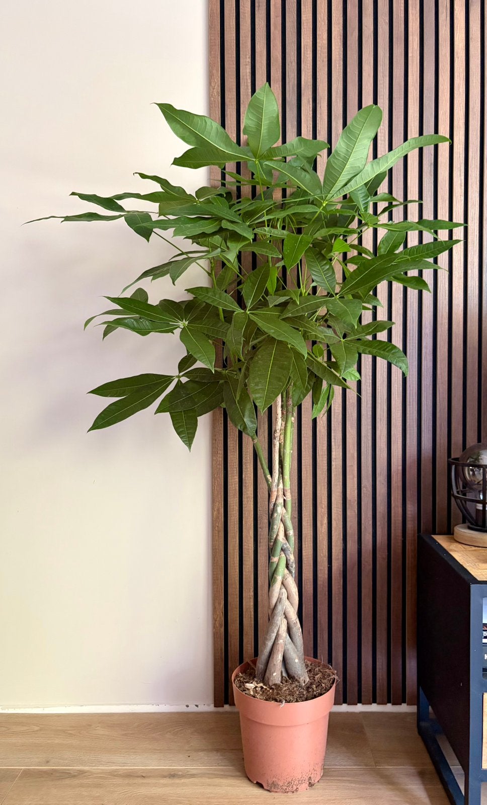 pachira aquatica, Huis en Inrichting, Ophalen, Halfschaduw, Minder dan 100 cm