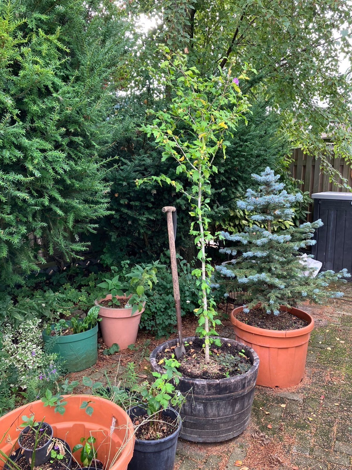 Hibiscus boompje 1.80 paars, Overige soorten, Minder dan 100 cm, Zomer, Ophalen