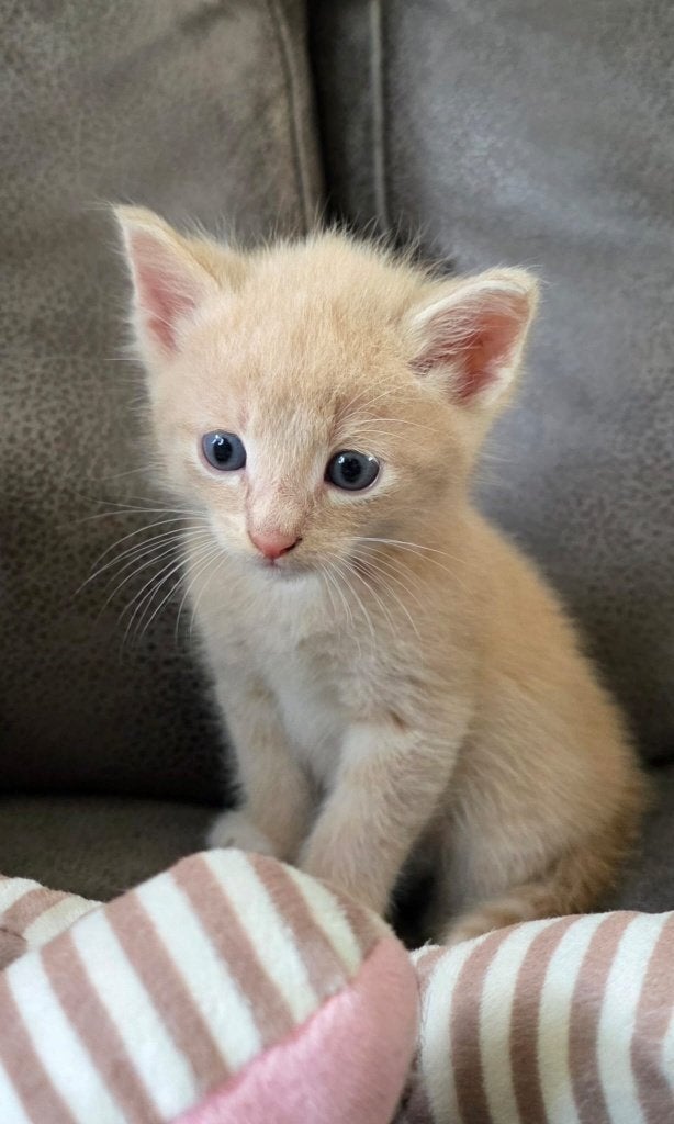 Half Noorse Boskat kittens, Meerdere dieren, Ontwormd, 0 tot 2 jaar