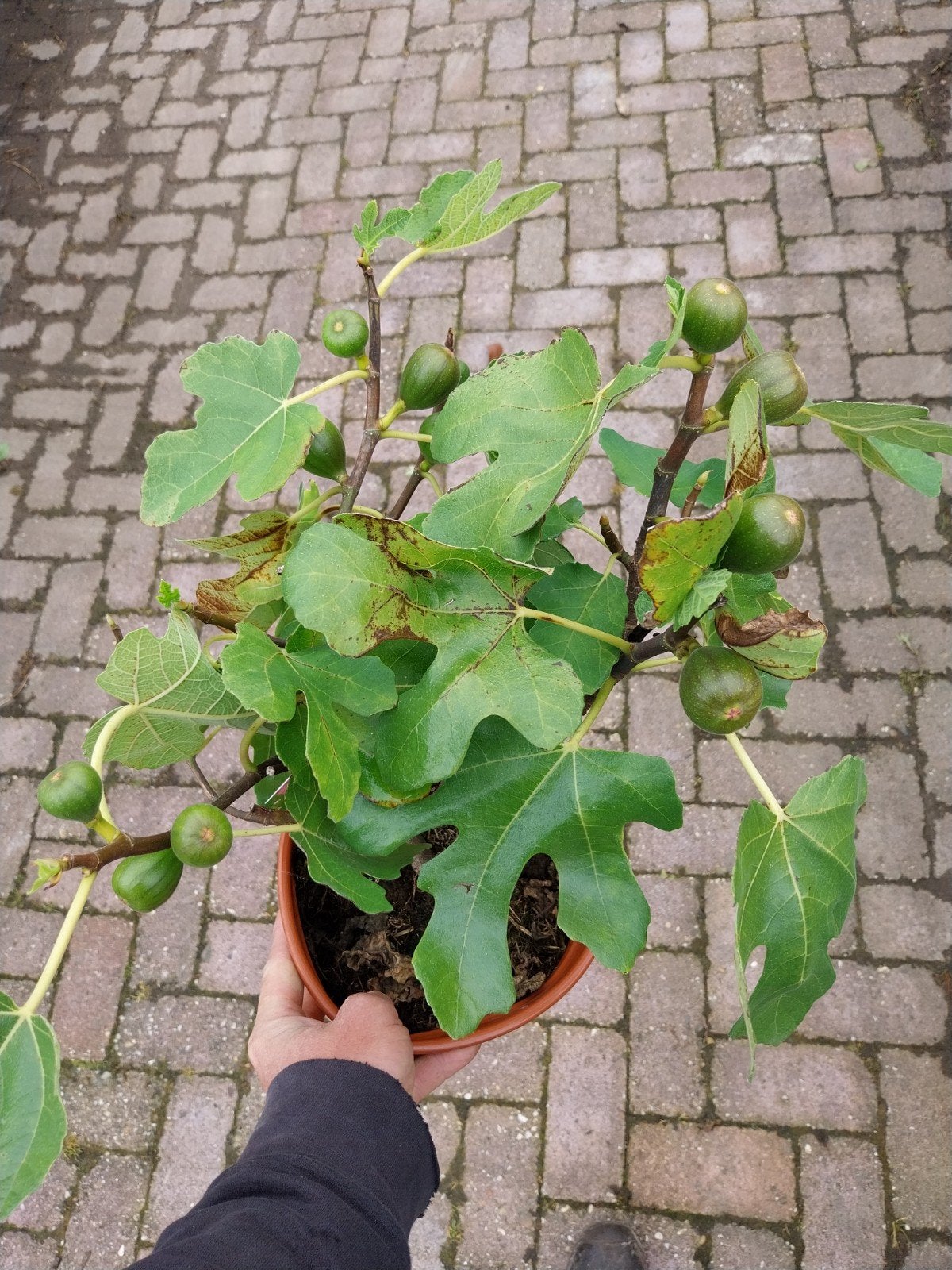 Ficus Carica Vijgenstruik met Vruchten - Fruitplant, Ophalen, Volle zon, Vaste plant, Zomer