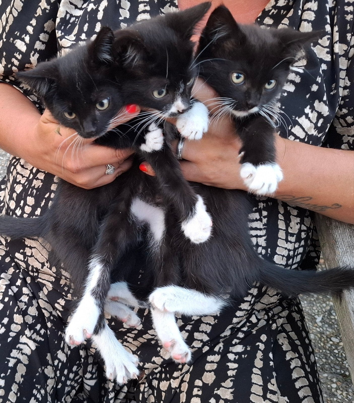 Nog 3 mooie kittens ️beschikbaar., Dieren en Toebehoren
