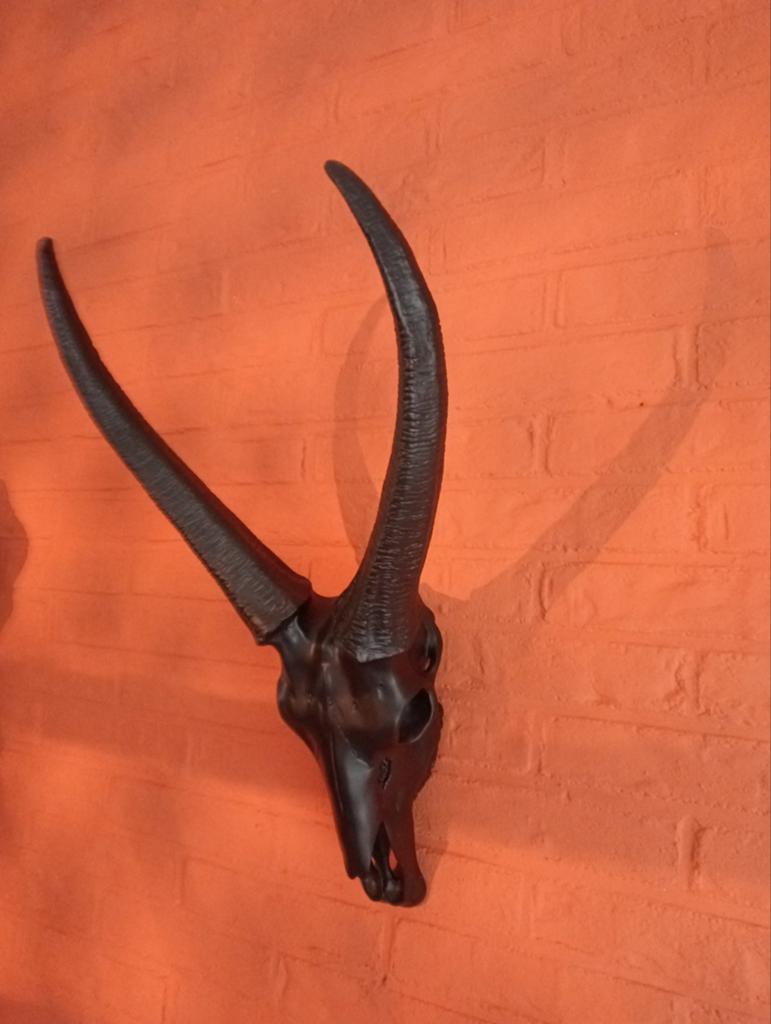 Mooie schedel met hoorns, 50 cm hoog, Verzamelen, Dierenverzamelingen, Ophalen of Verzenden, Gebruikt, Overige soorten, Schedel