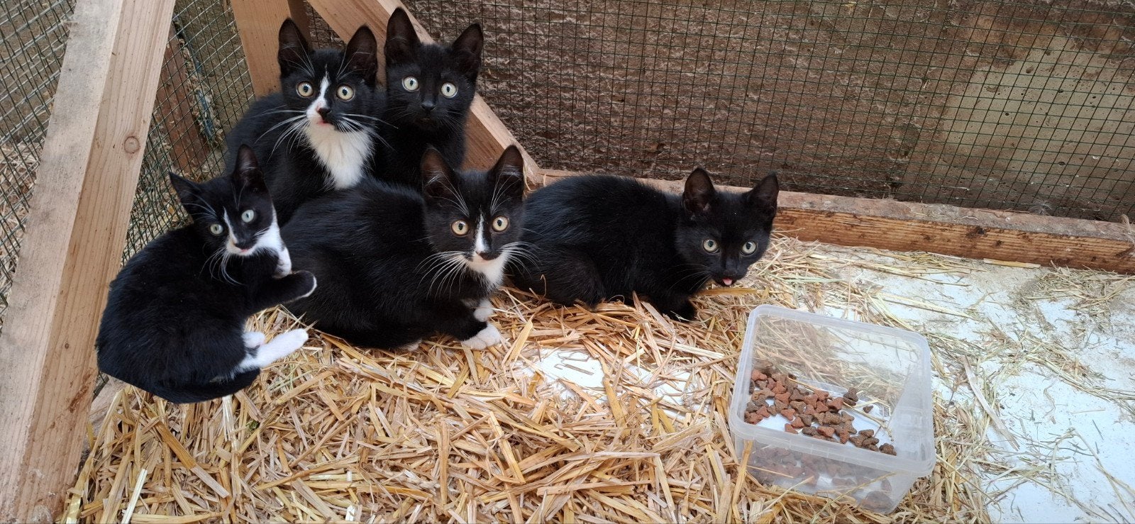 Boerderij kittens, Meerdere dieren