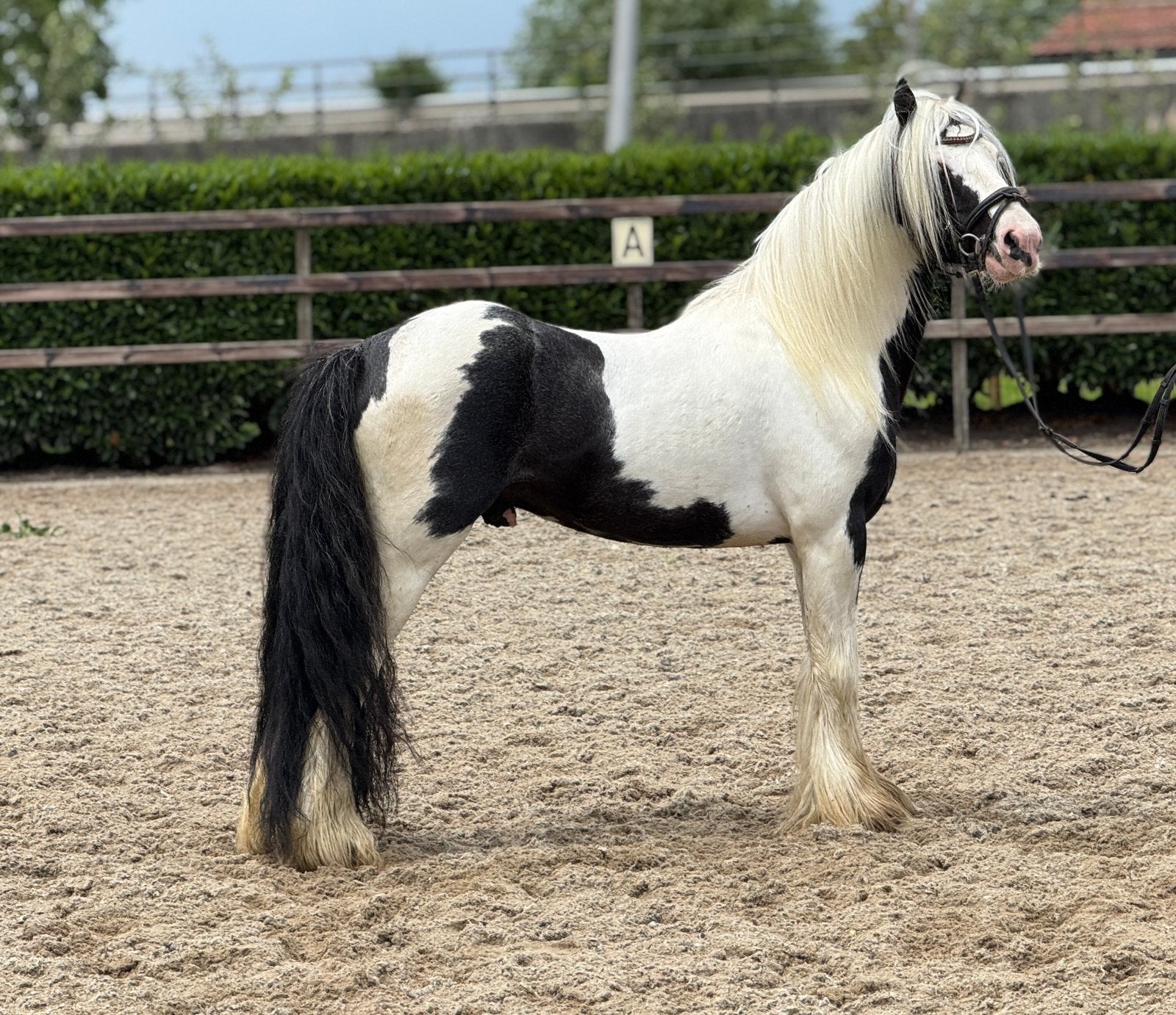 ** leuke en knappe tinker ruin **, Dieren en Toebehoren, Pony's, Ruin, Zadelmak, C pony (1.27m tot 1.37m), 7 tot 10 jaar