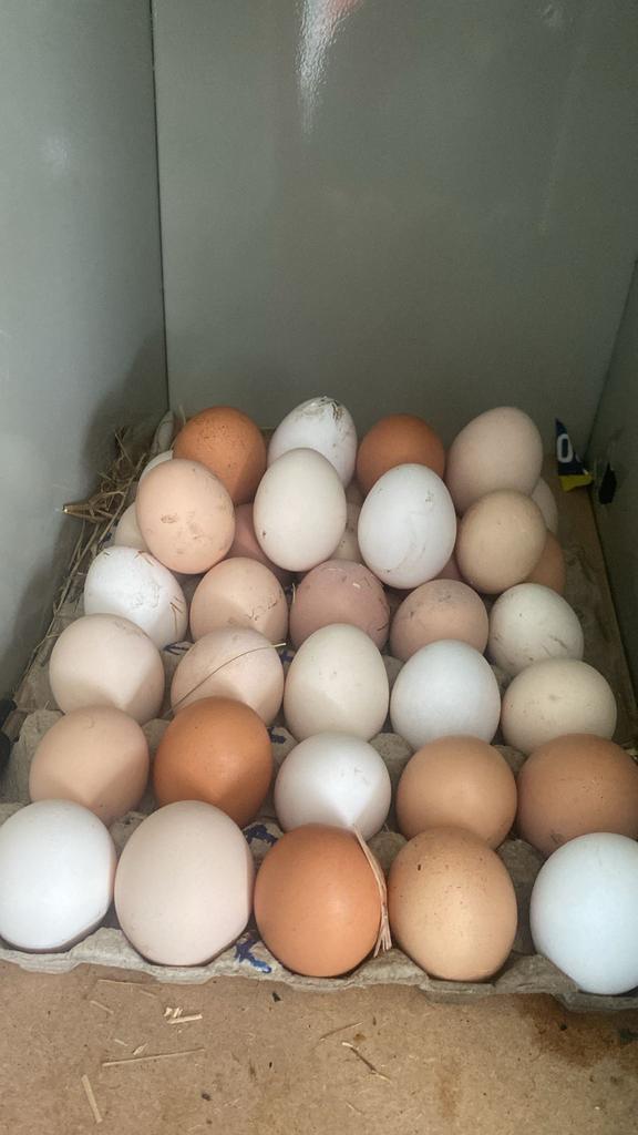 Bevruchte eieren te koop, Dieren en Toebehoren, Pluimvee, Geslacht onbekend, Kip