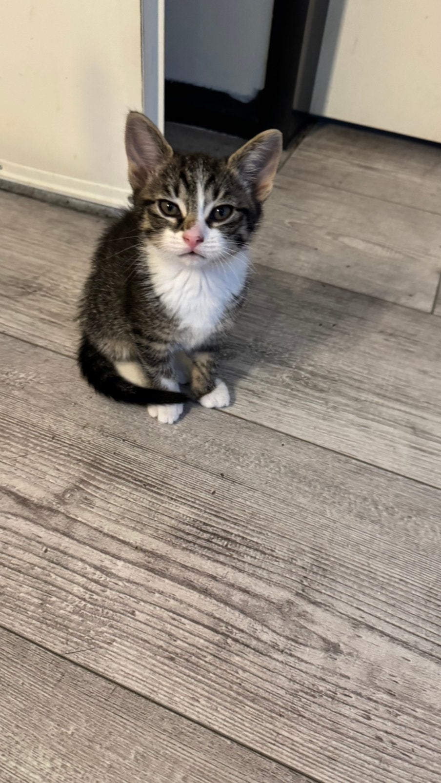 Gezocht goudmandje voor deze kittens!!, Dieren en Toebehoren, Katten en Kittens | Overige Katten, Meerdere dieren
