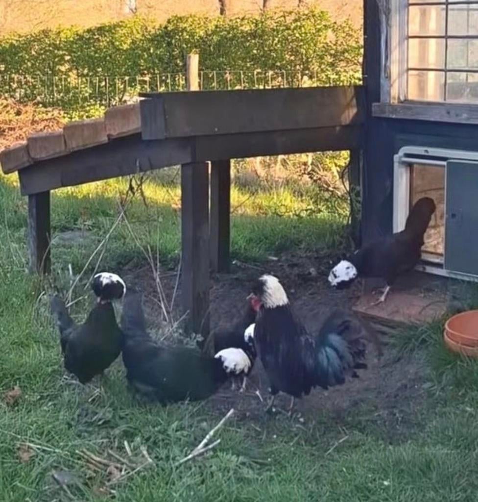Hollandse kuifhoen broedeieren eieren, Dieren en Toebehoren, Pluimvee, Geslacht onbekend, Kip