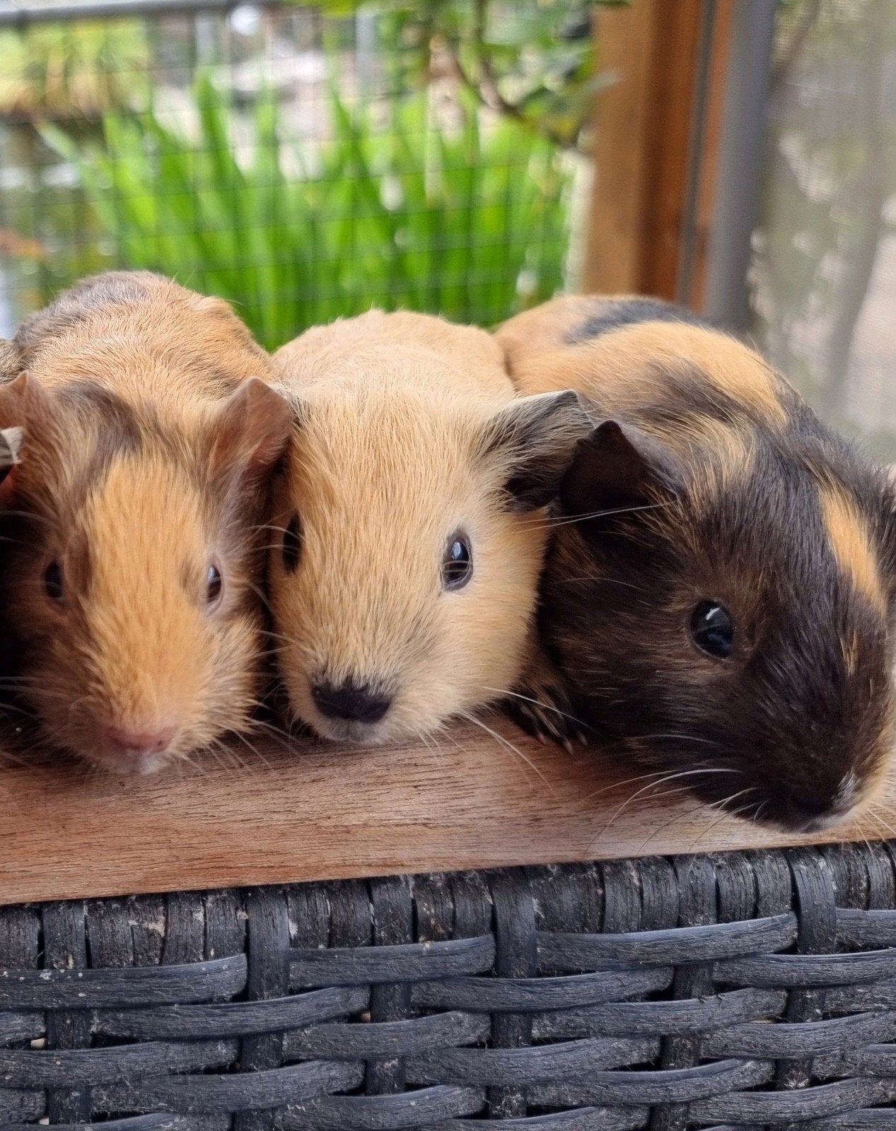 cavia's, Dieren en Toebehoren, September, Vrouwelijk, Cavia