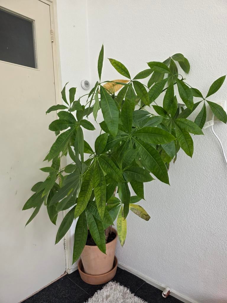 Grote Pachira Aquatica (Geldboom) in terracotta pot, Overige soorten, In pot, 150 tot 200 cm, Groene kamerplant