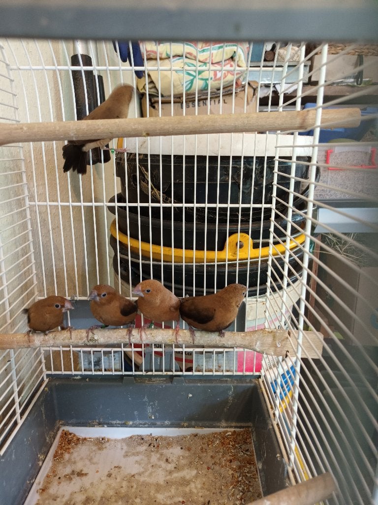 Zilverbekjes, Dieren en Toebehoren, Vogels | Overige Vogels, Meerdere dieren, Tropenvogel