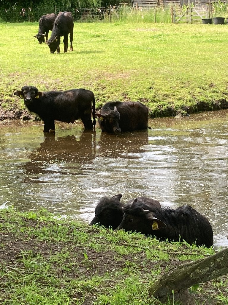 Normaal BBQ  pakket actie. Kalfs Waterbuffels vlees, Ophalen