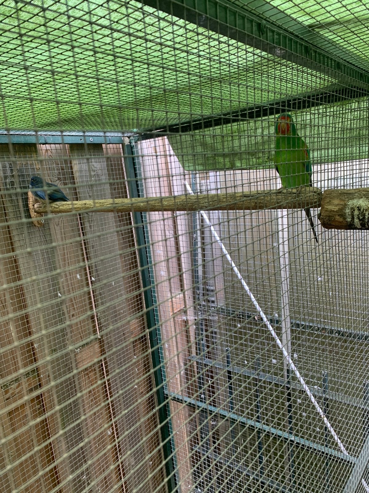 Swiften, Meerdere dieren, Parkiet