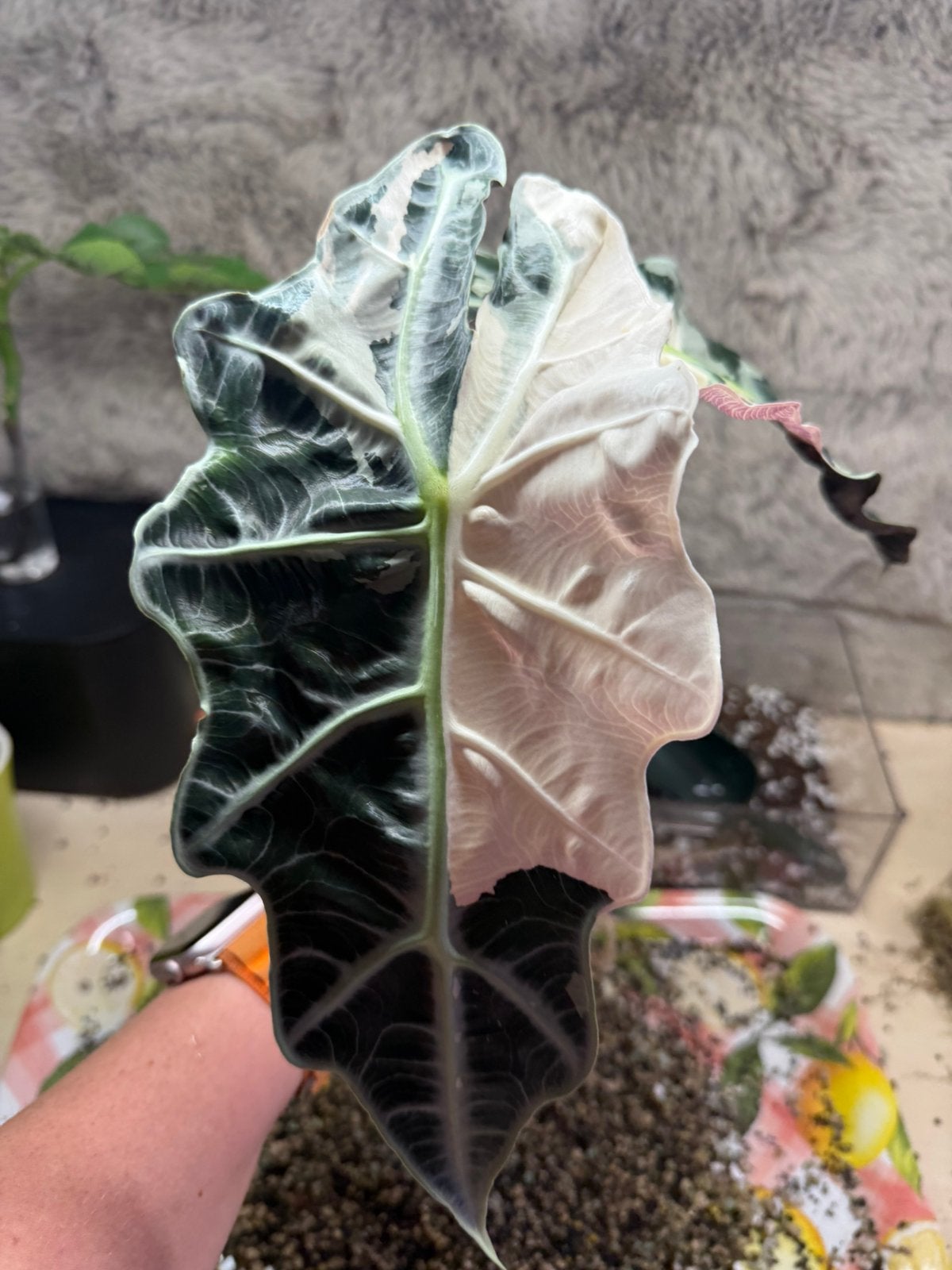 Alocasia Amazonica Pink corms te koop, Ophalen of Verzenden, Halfschaduw, Minder dan 100 cm