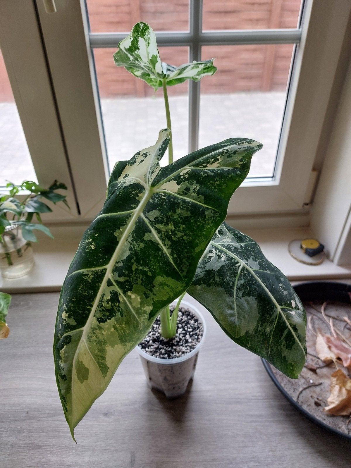alocasia frydek knollen, Huis en Inrichting, Kamerplanten, Ophalen of Verzenden, Halfschaduw, Minder dan 100 cm