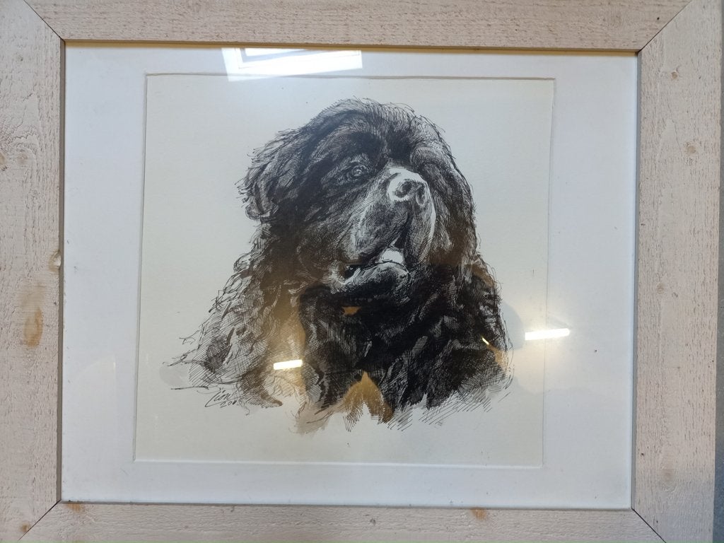 Originele inkttekeningen van Newfoundlanders, Antiek en Kunst, Ophalen of Verzenden, Tekening, Pentekening, Gesigneerd