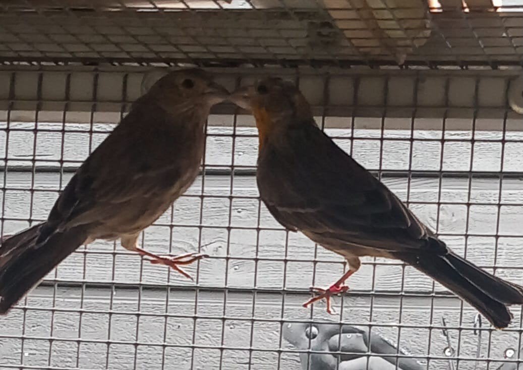 Mexicaanse roodborst mussen, Meerdere dieren