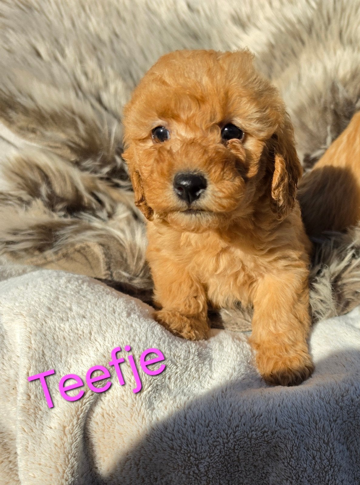 Labradoodle puppie's Reutjes en Teefjes Beschikbaar., Overige rassen, CDV (hondenziekte), 8 tot 15 weken, Meerdere