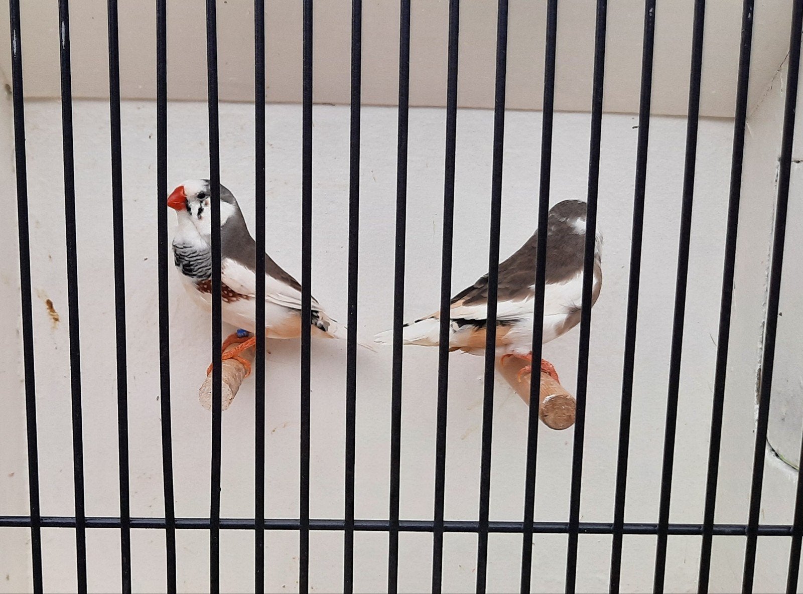 verschillende koppels zebravinken, Dieren en Toebehoren, Vogels | Overige Vogels, Meerdere dieren, Tropenvogel